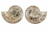 Agatized, Cut & Polished Ammonite Fossil - Madagasar #191586-1